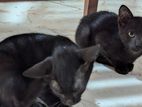 Two Black Kittens for Kind Home