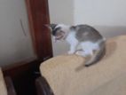 Kittens for A Kind Home