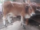 Two calves for sale