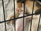 Cats for Kind Home
