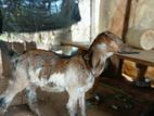 Female Goat