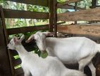 Two Female Goats