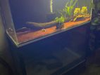 Two Fish Tank with Rack