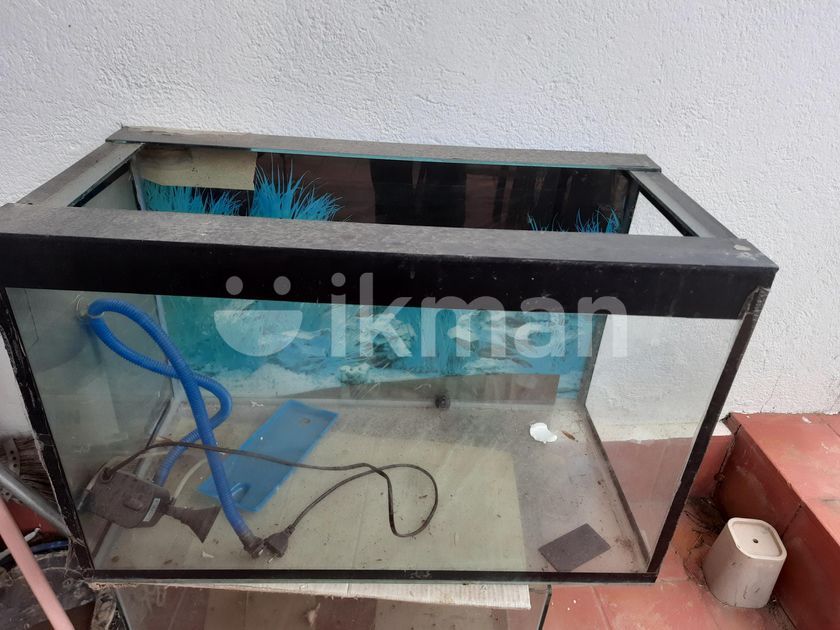 Fish Tanks in Wattala ikman