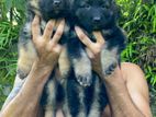 Two German Shepherd Puppies