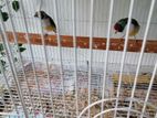 Two Goldian Breeding Pair with Cage