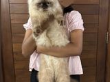 Two Himalayan Cats
