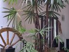 Two Indoor Plants with Pots