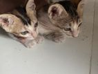 Cats for Kind Home