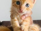 Two Kittens Are Available for Kind Home