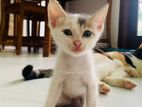 Kitten for Kind Home
