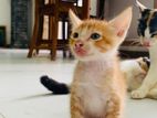Kittens for Kind Home