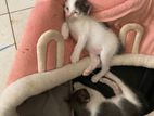 Two Kittens for A Kind Home