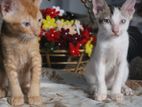 Two Kittens for Kind Home