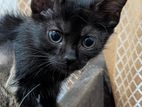 Kittens for Kind Home