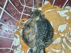 Kittens for Kind Home