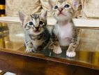 Two Male Cats for Kind Home