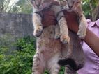 Male Kittens for Kind Home