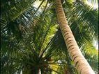 Coconut Trees
