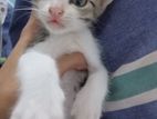 Kitten for Kind Home