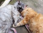 Two Persian Cat