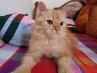 Two Persian Cat