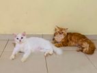 Persian Cat