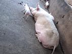 Two Pigs