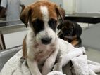Puppies for Kind Home