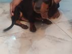 Dachshund Puppies