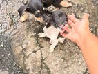 Dogs for Kind Home