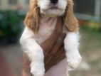 Two Tone Cocker Spaniel Puppy Female