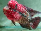 Flowerhorn Fish
