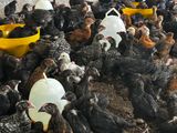 Two Weeks Old Chicks