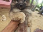 Pomeranian Puppies