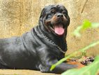 Rottweiler Dog for Stud