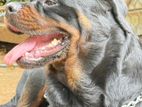 Rottweiler Dog for Crossing