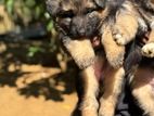 German Shepherd Puppy