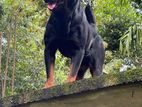 Rottweiler Dog for Crossing