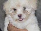 Shih Tzu Puppy