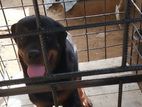 Rottweiler Puppy