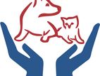 Accounts Executive