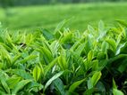 ඇසුරුම් නිලධාරී - ගම්පහ