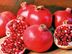 Agriculture Manager Pomegranate - Dambulla