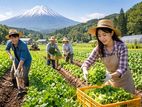 Agriculture Worker - Japan