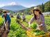 Agriculture Worker - Japan