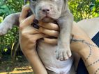 Amarican Bully Puppy