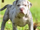 American Bully Female Puppies