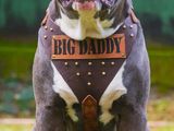 American Bully