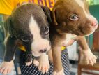 American Bully Puppies